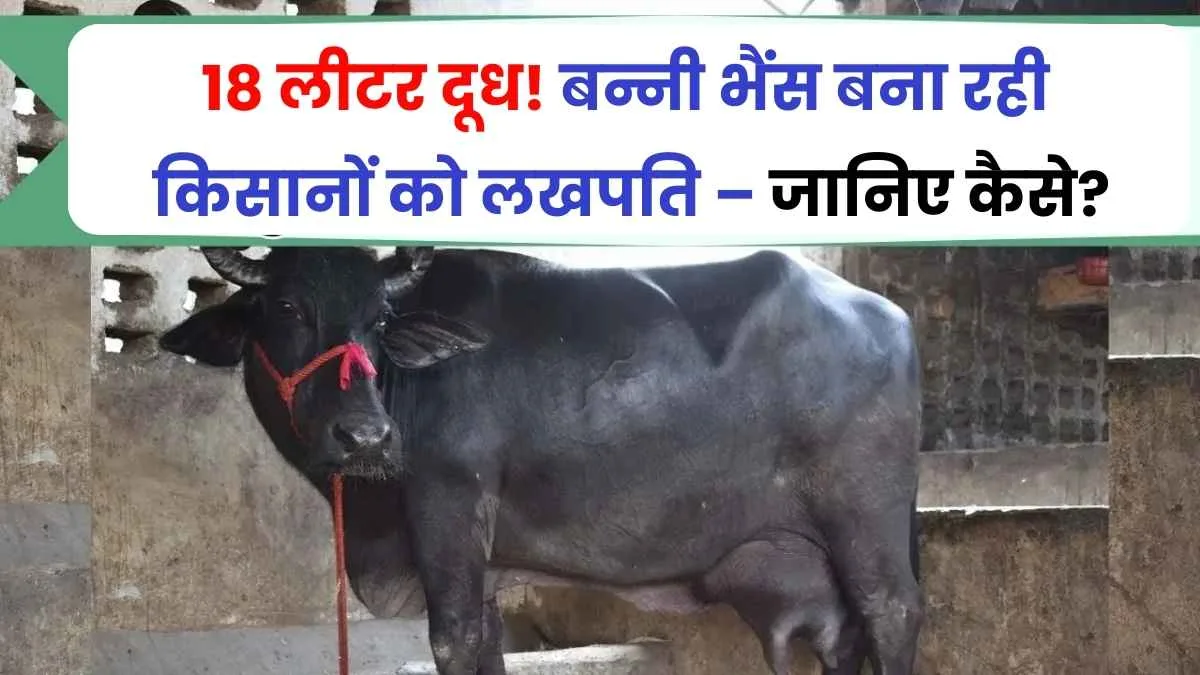 Banni buffalo