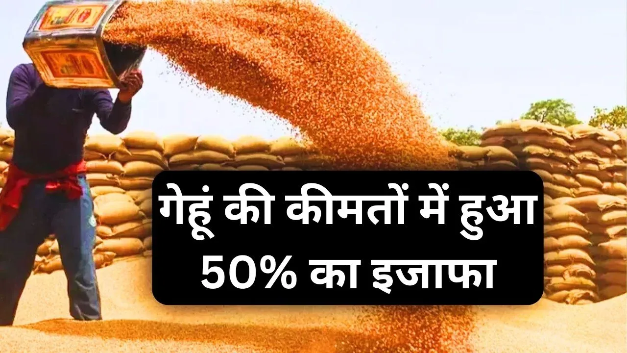 wheat price hike